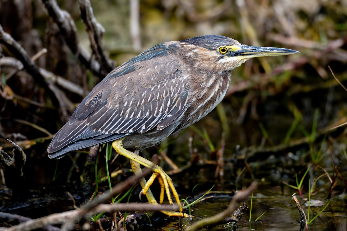 Green Heron - ML617280380