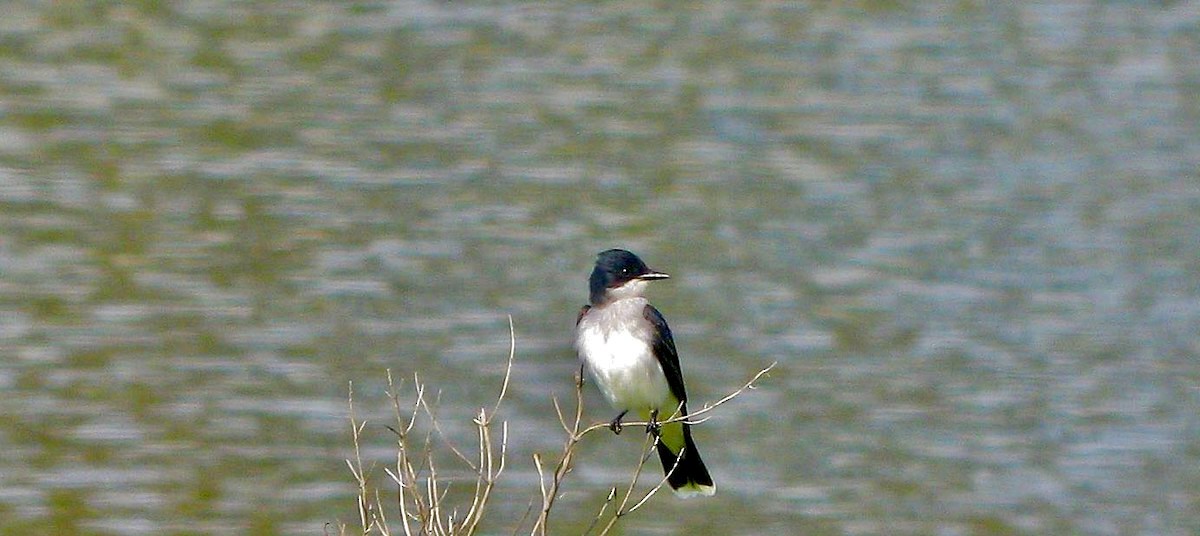 Eastern Kingbird - ML617280388