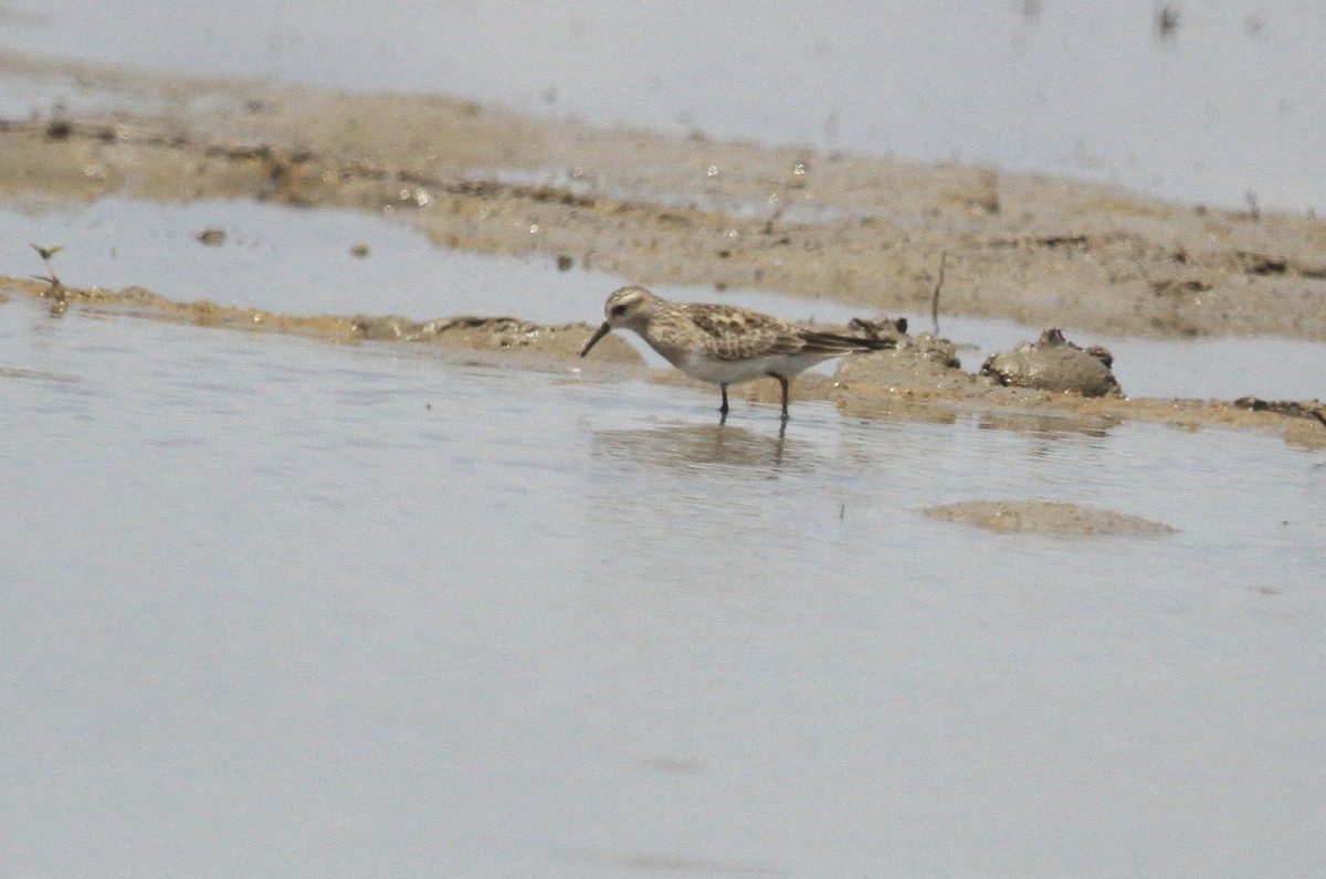 Baird's Sandpiper - ML617280457