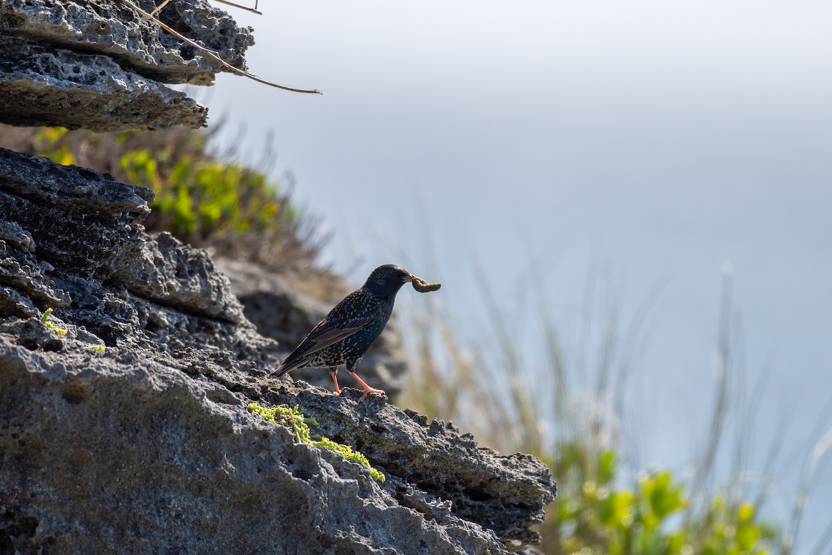 European Starling - ML617280503