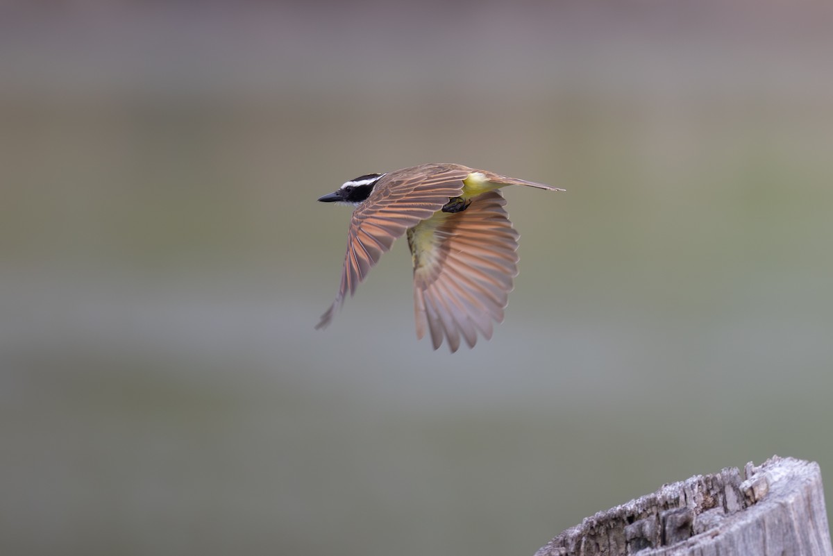 Great Kiskadee - ML617280508