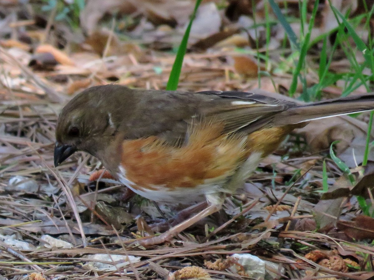 Eastern Towhee - ML617280525
