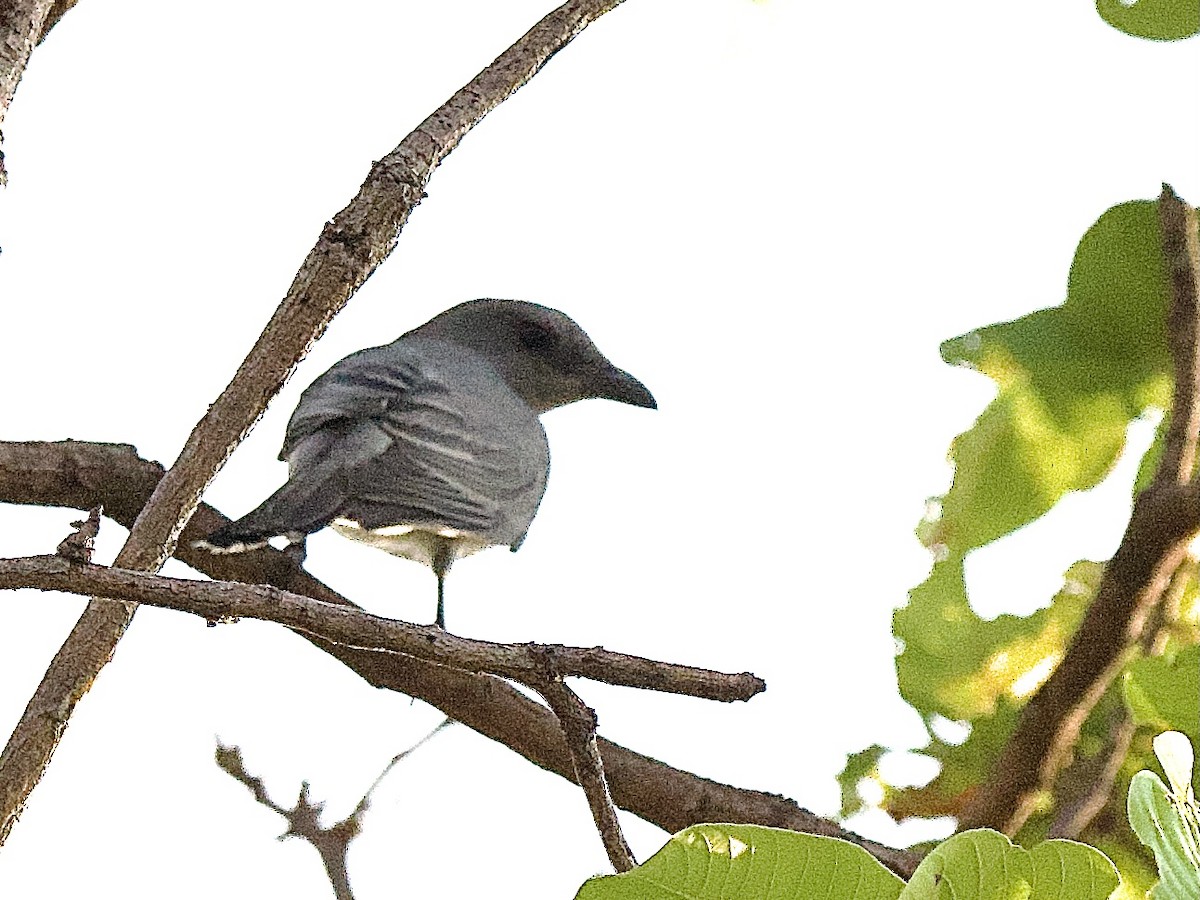 Indochinese Cuckooshrike - ML617280551