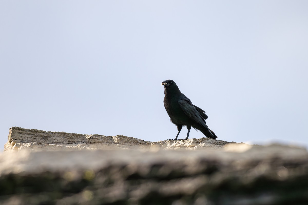 American Crow - ML617280556