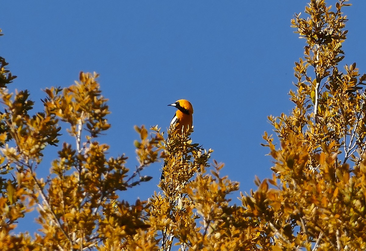 Hooded Oriole (nelsoni Group) - ML617280577