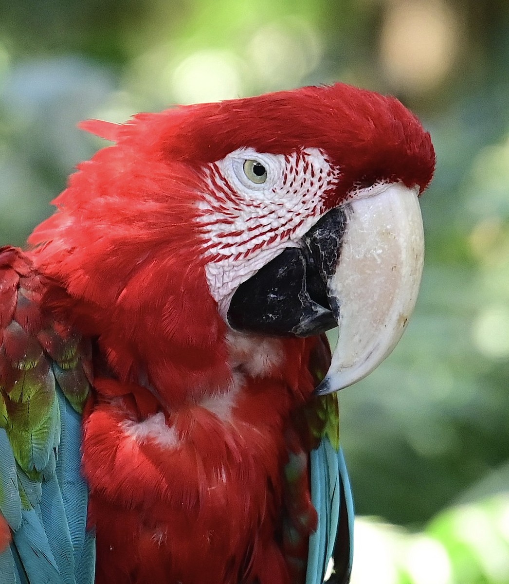 Scarlet Macaw - Scott Jack