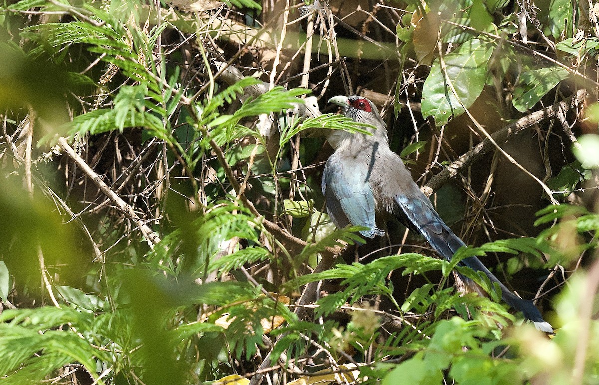 Green-billed Malkoha - Craig Rasmussen