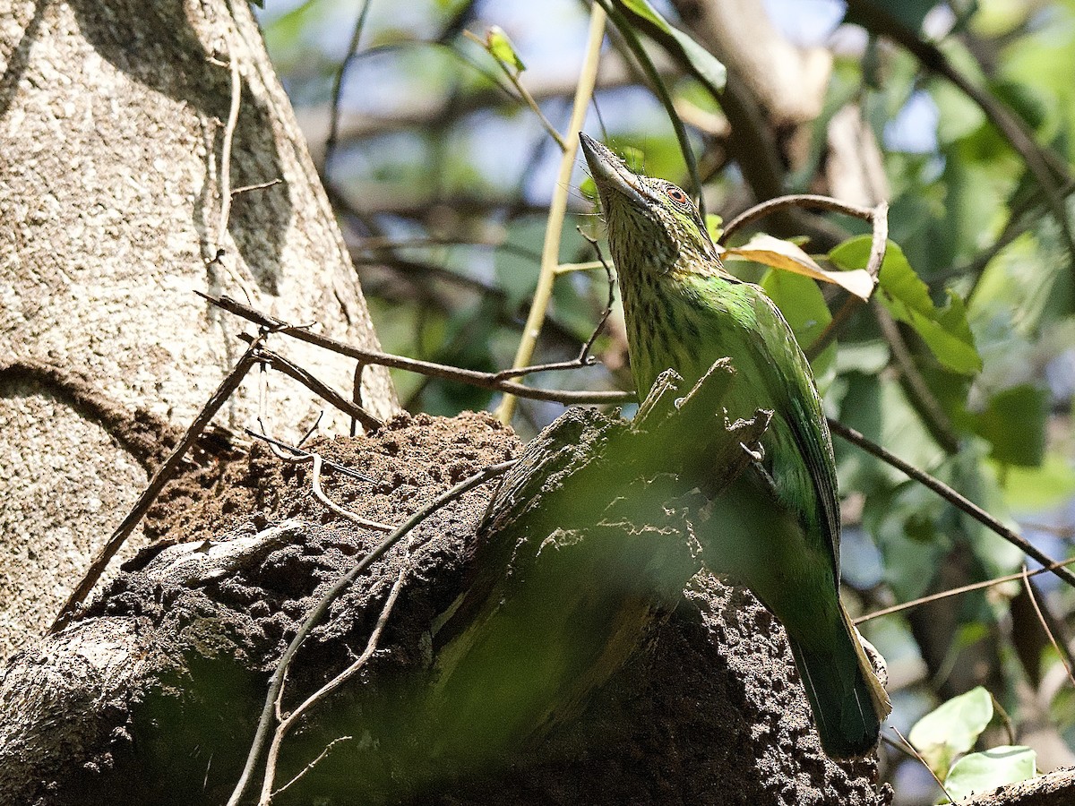 Yeşil Kulaklı Barbet - ML617280619