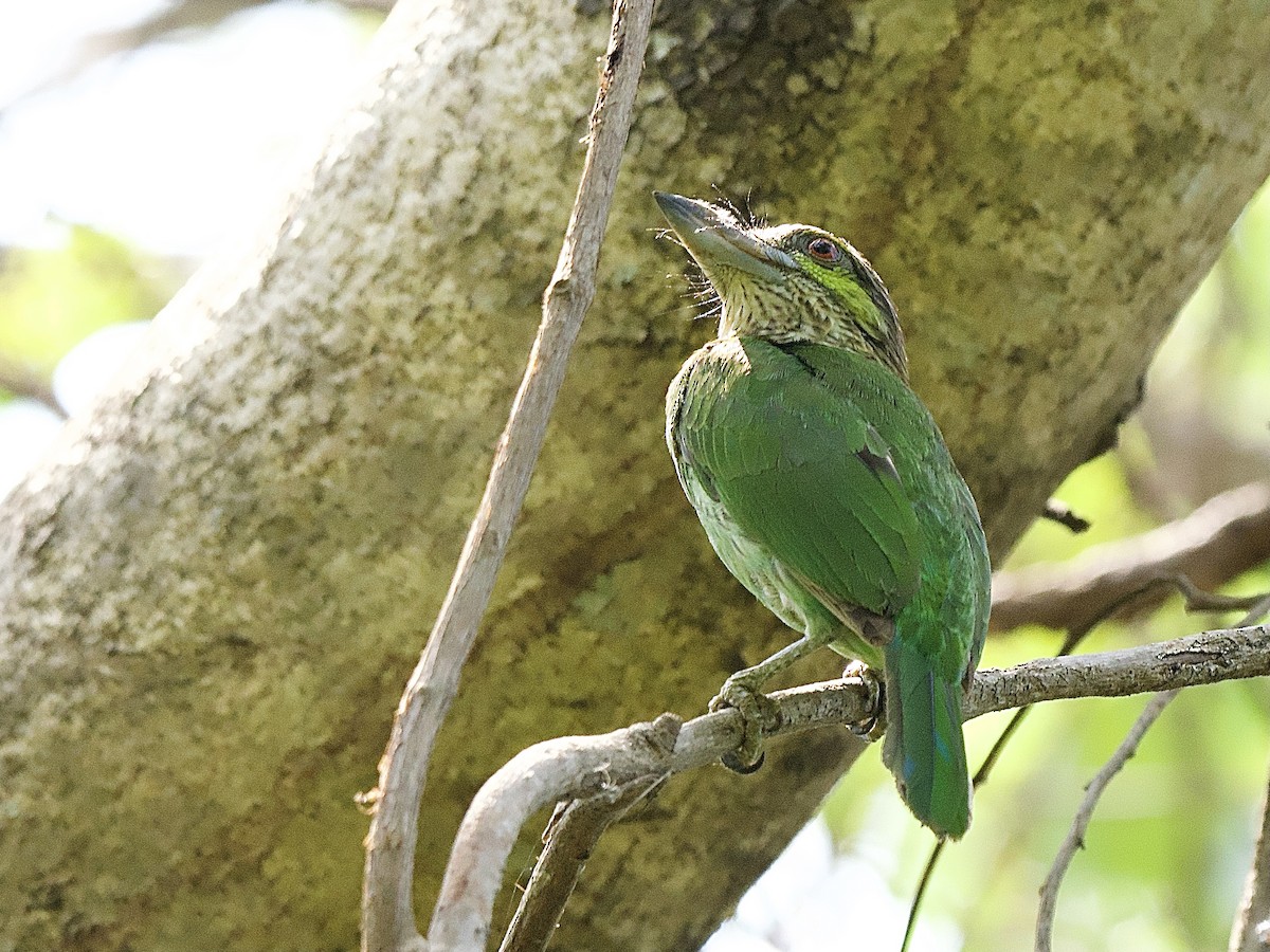 Yeşil Kulaklı Barbet - ML617280621