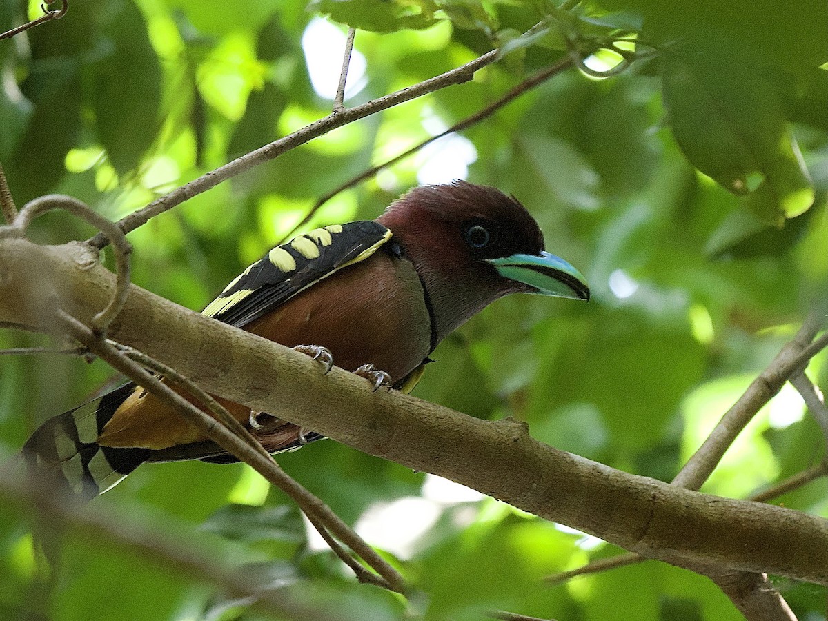 Banded Broadbill - ML617280628