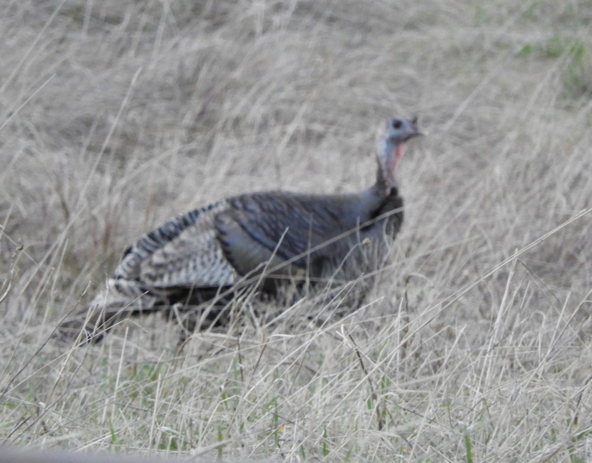 Wild Turkey - ML617280688