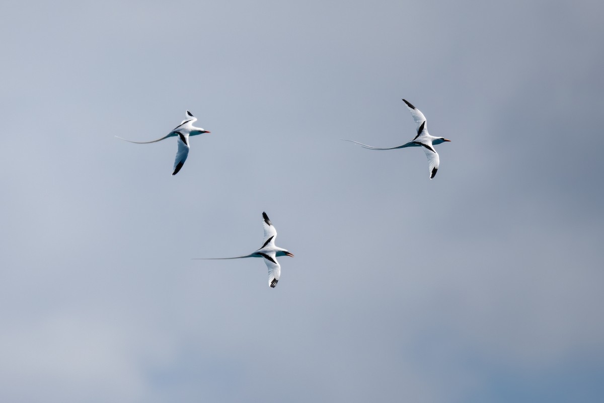 White-tailed Tropicbird - ML617280715