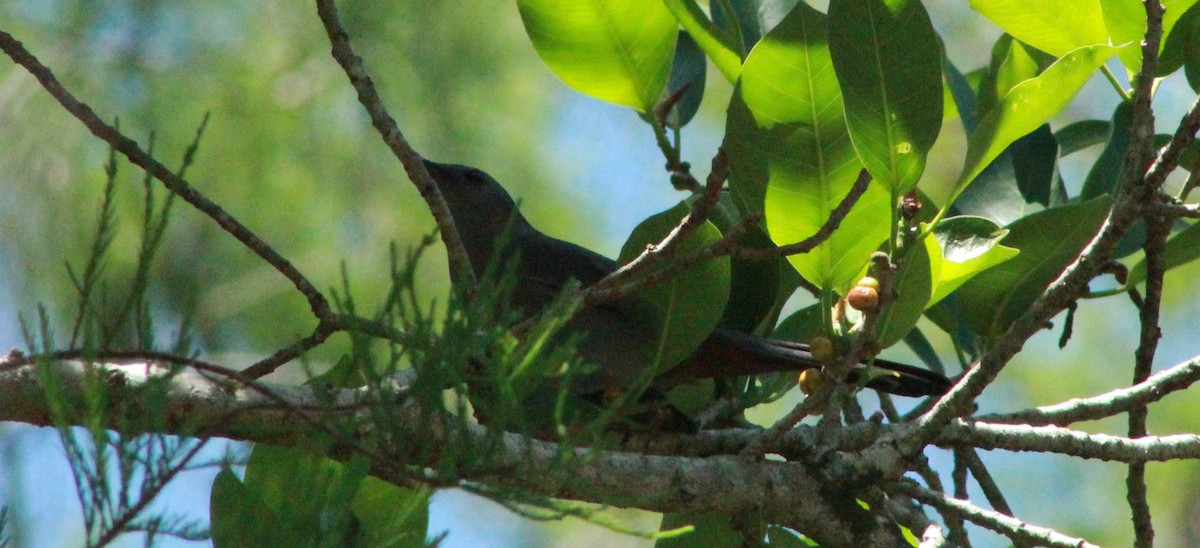 Gray Catbird - Katie Moreland