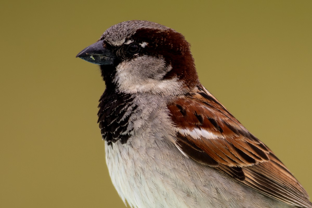 House Sparrow - ML617280740