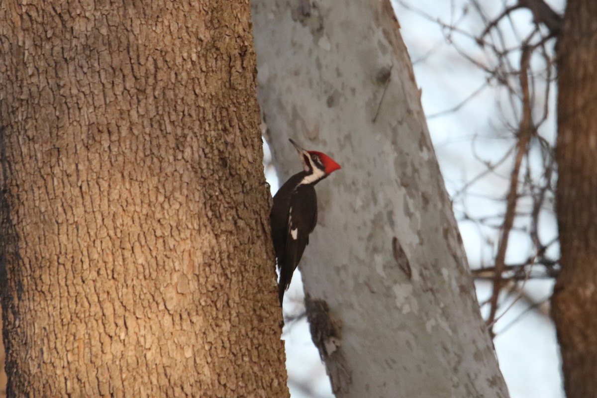 Pileated Woodpecker - ML617280806