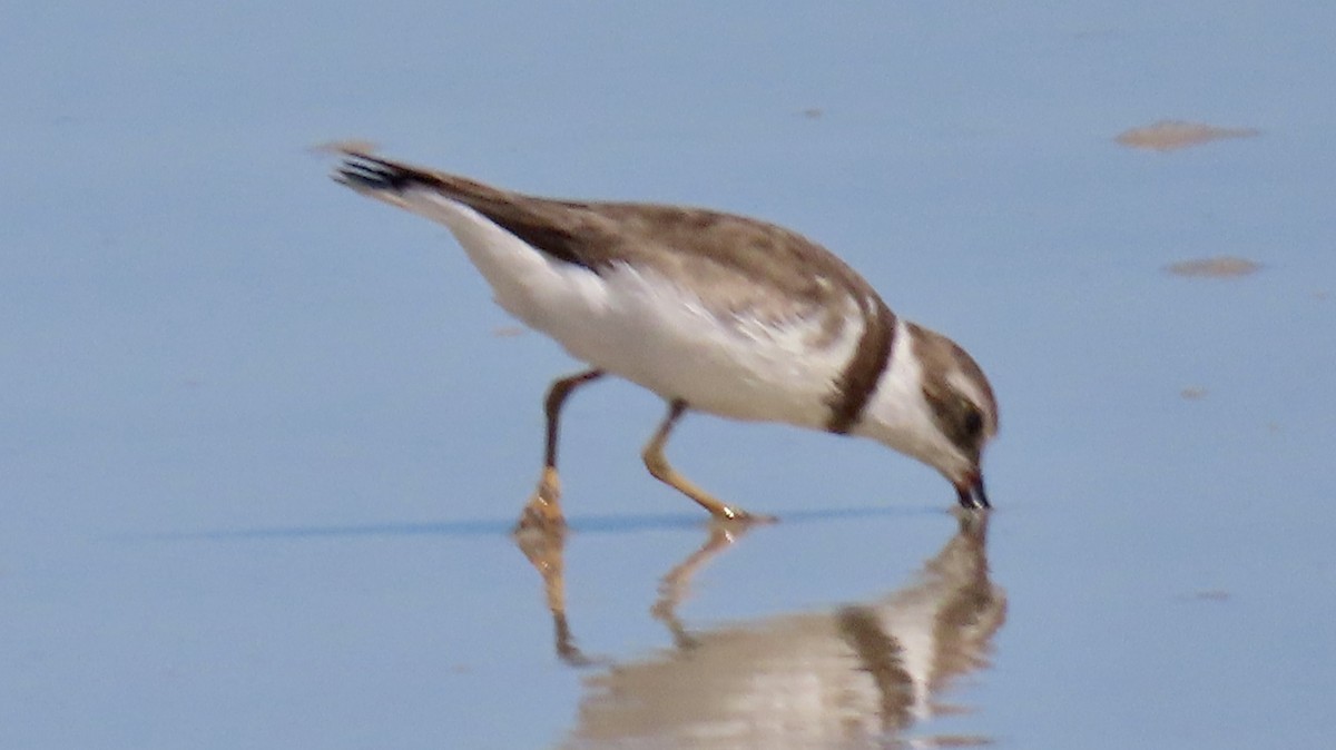 Semipalmated Plover - ML617280813