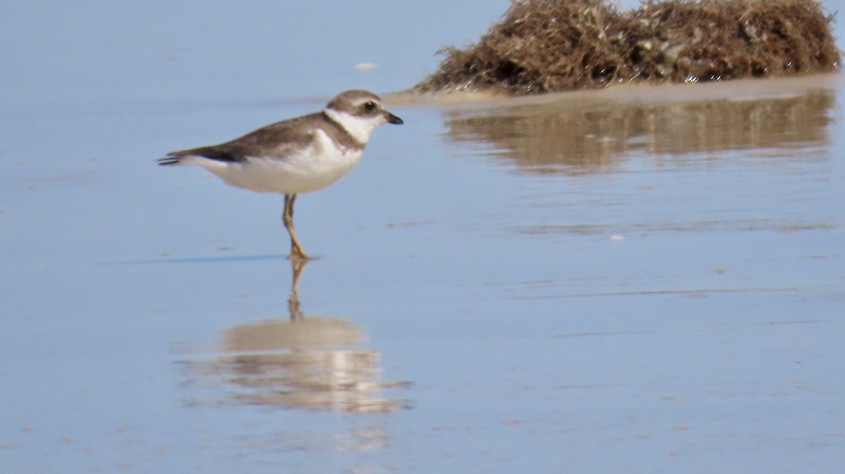 Semipalmated Plover - Susan Talburt