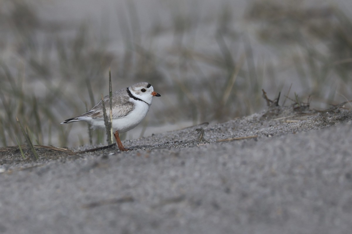 Piping Plover - ML617280816