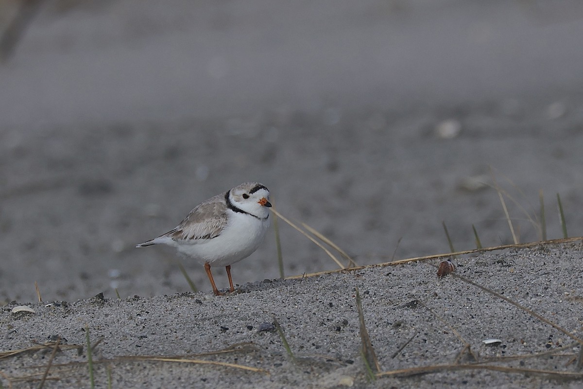 Piping Plover - ML617280817