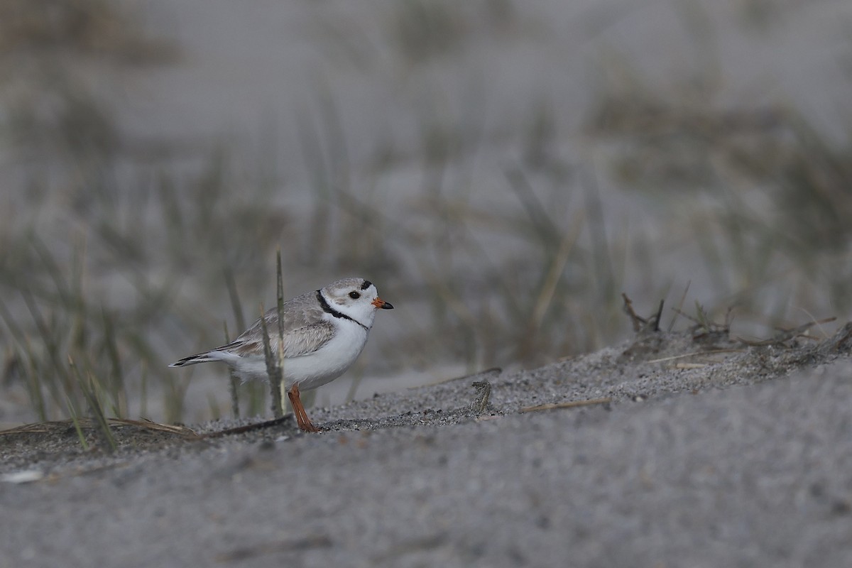 Piping Plover - ML617280818