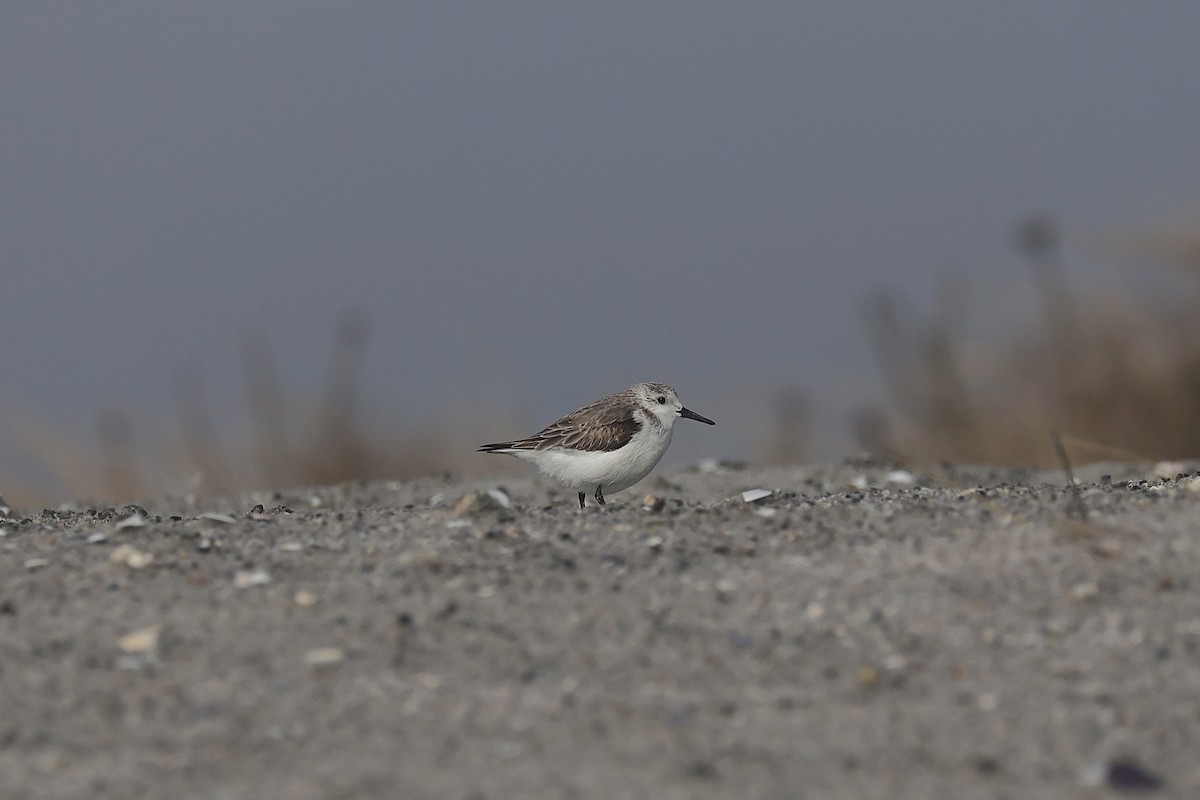 Sanderling - ML617280822