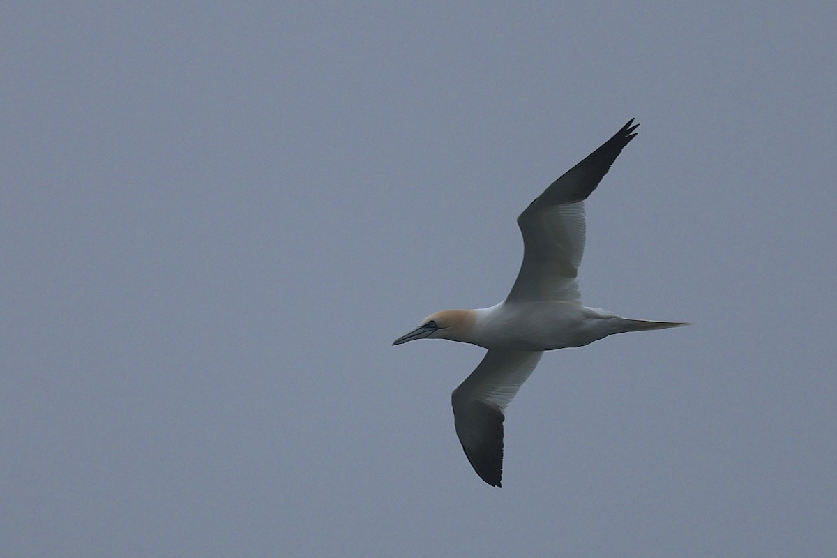 Northern Gannet - ML617280842