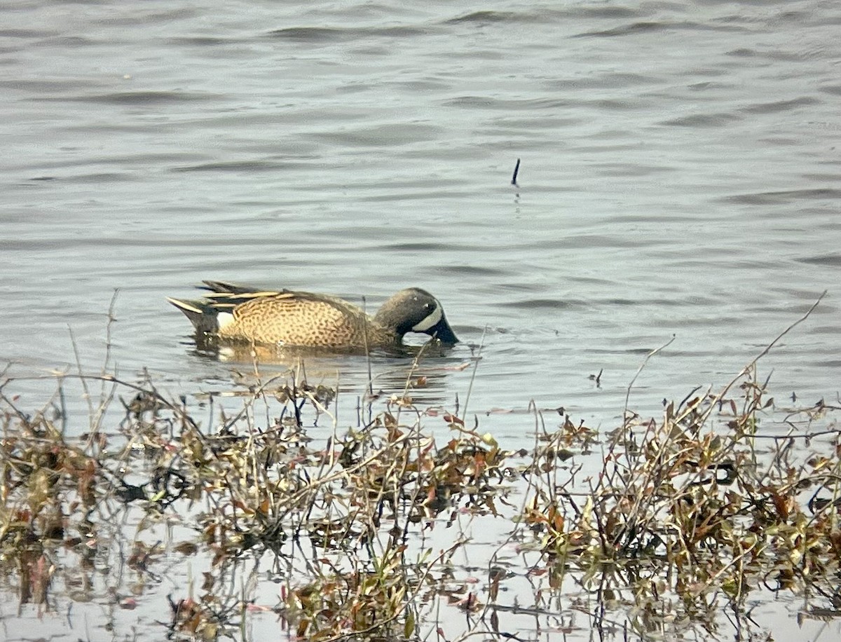 Blue-winged Teal - ML617280852