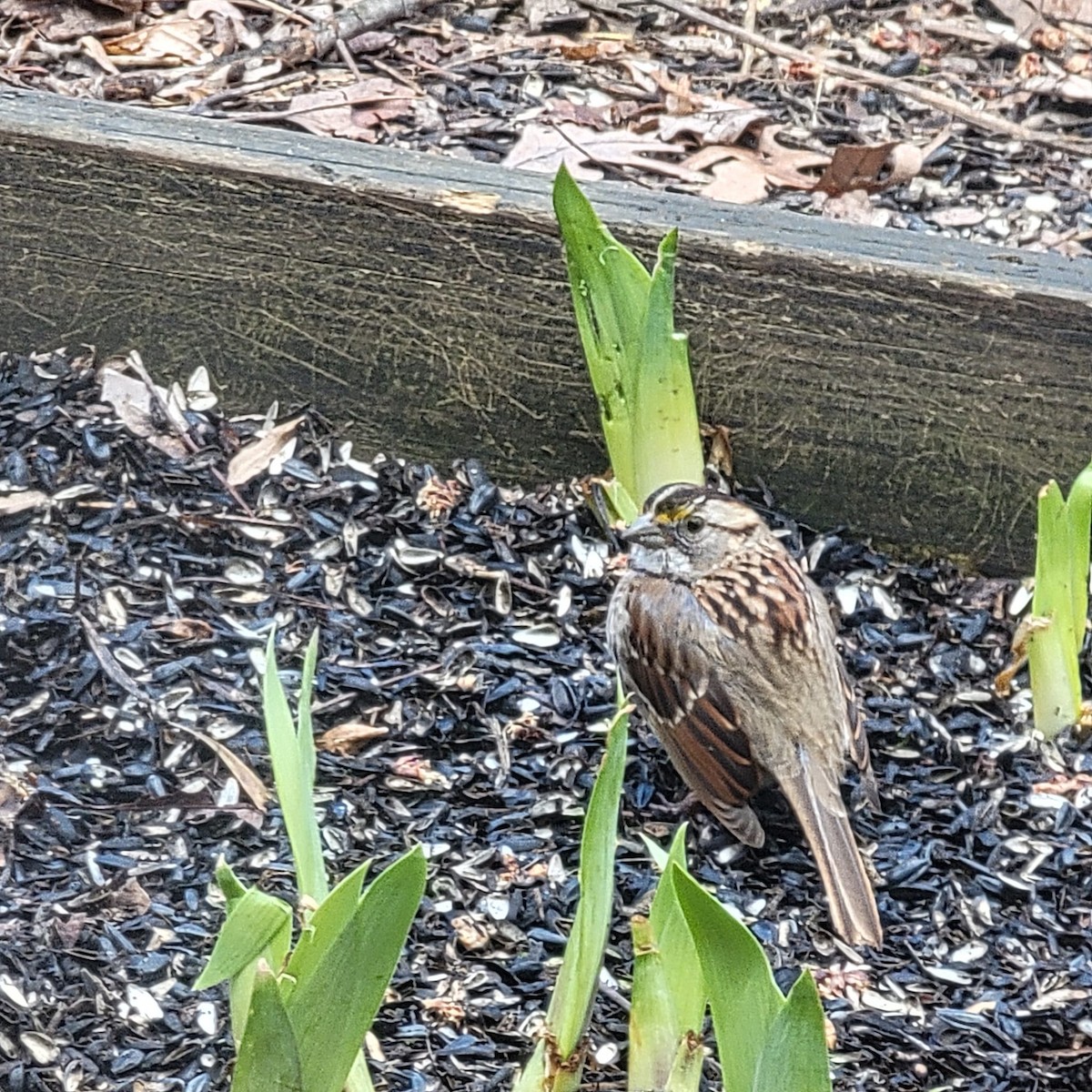 White-throated Sparrow - ML617280892