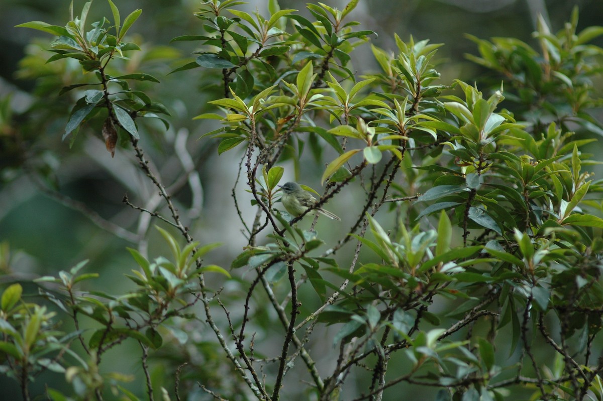 Plumbeous-crowned Tyrannulet - ML617280957