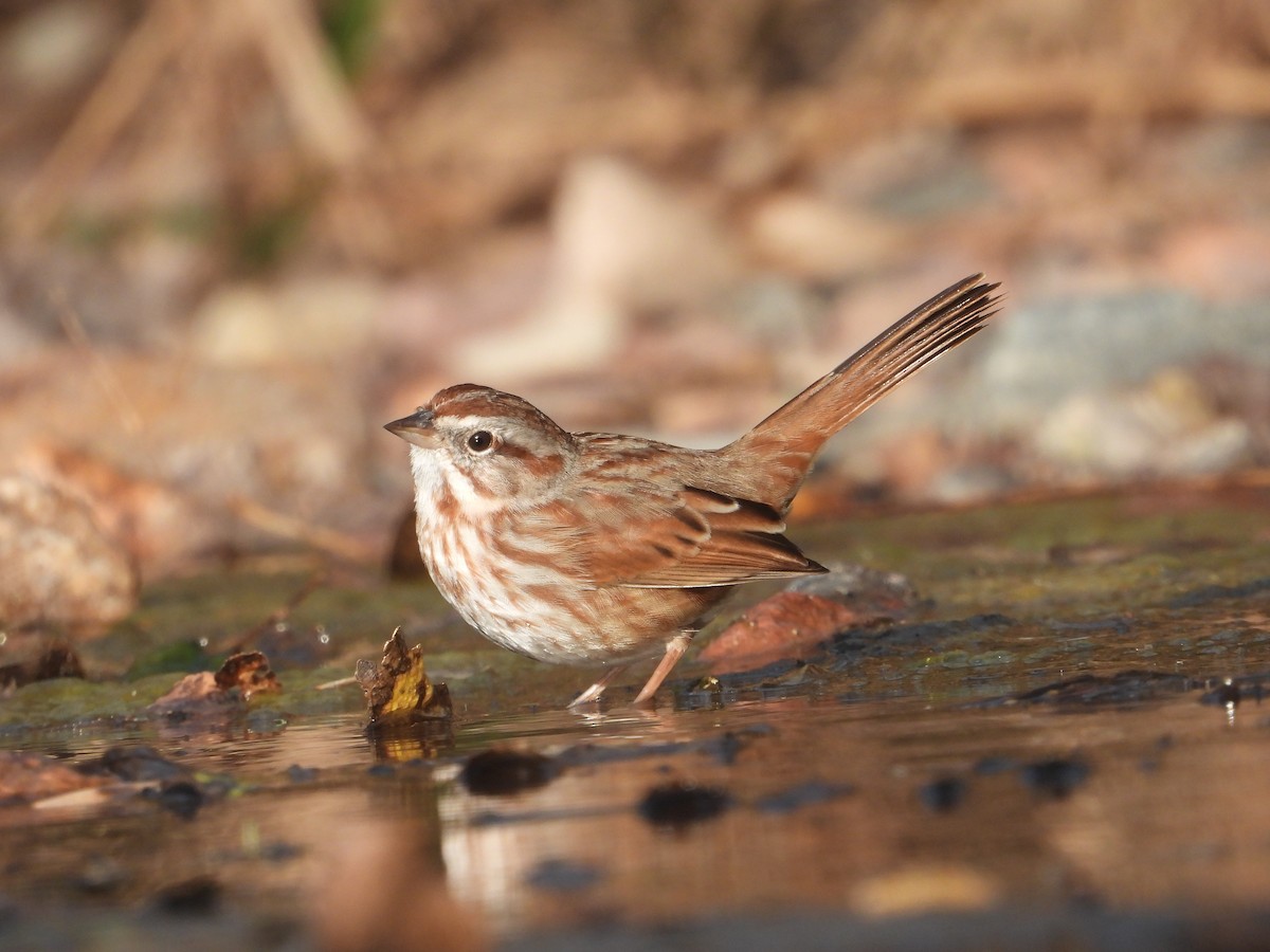 Song Sparrow - Bruce Wayne