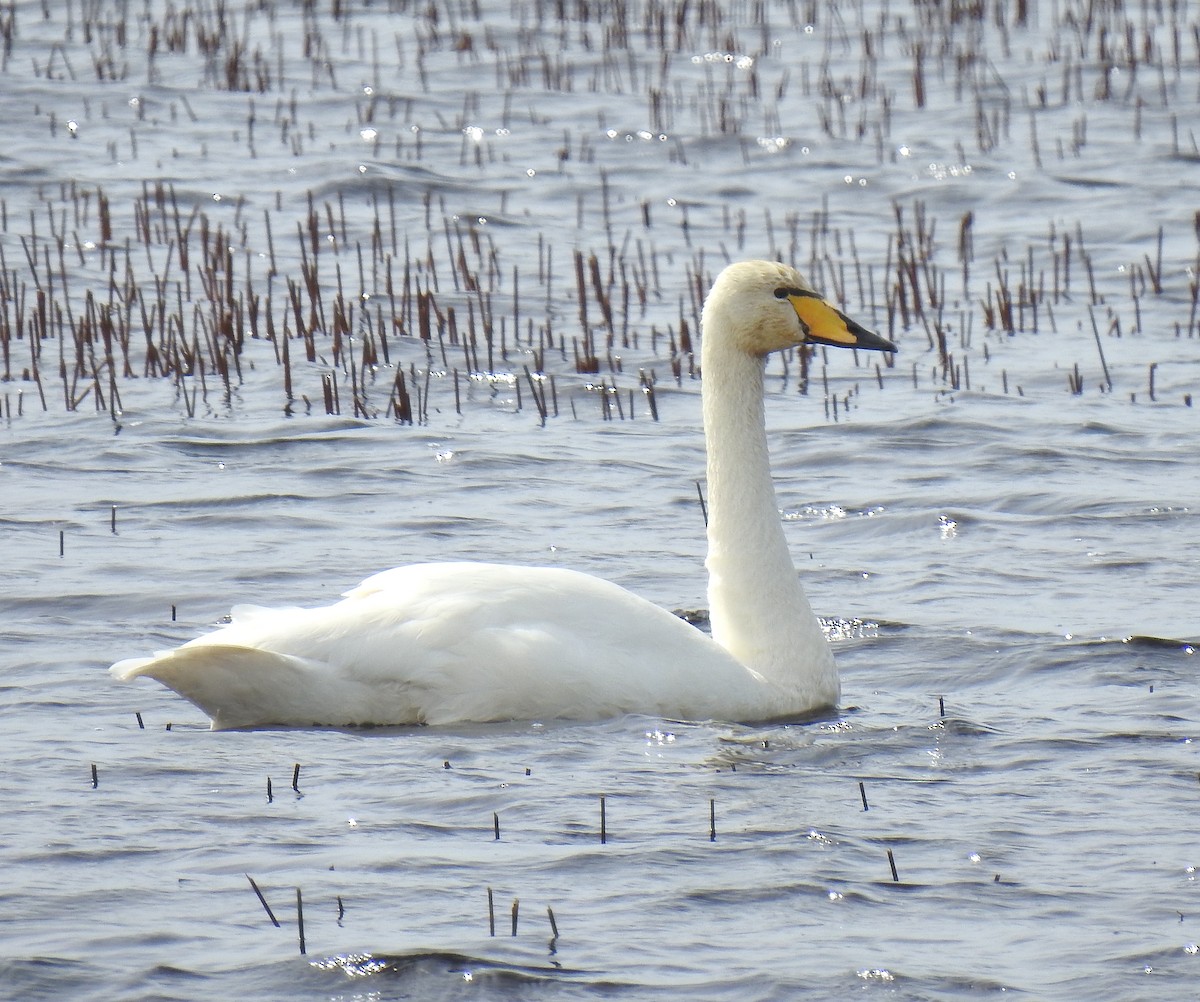 Whooper Swan - ML617281060