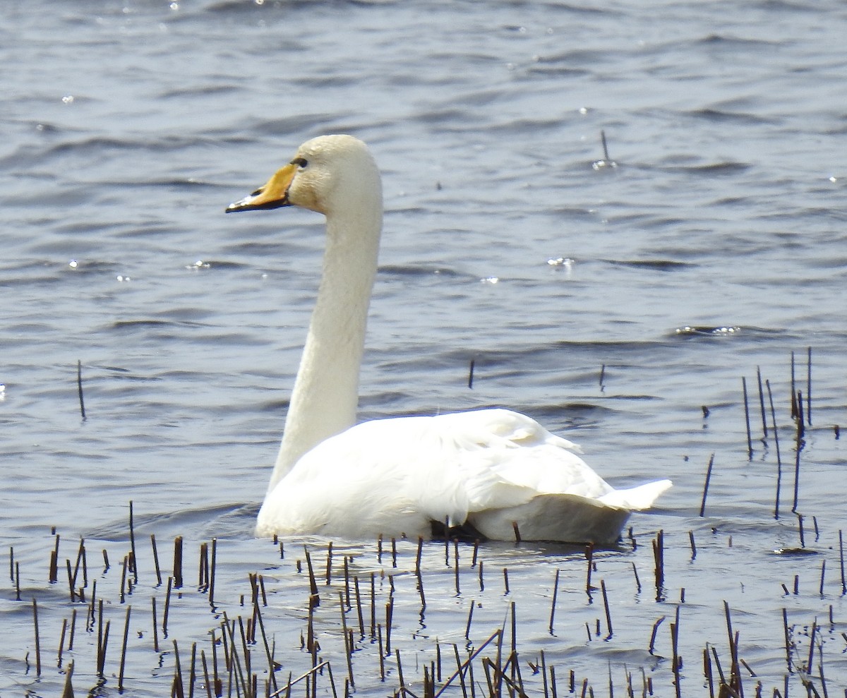 Whooper Swan - ML617281070