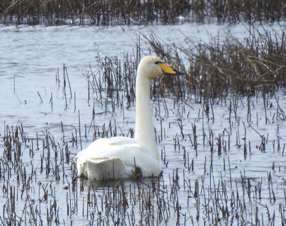 Whooper Swan - ML617281075