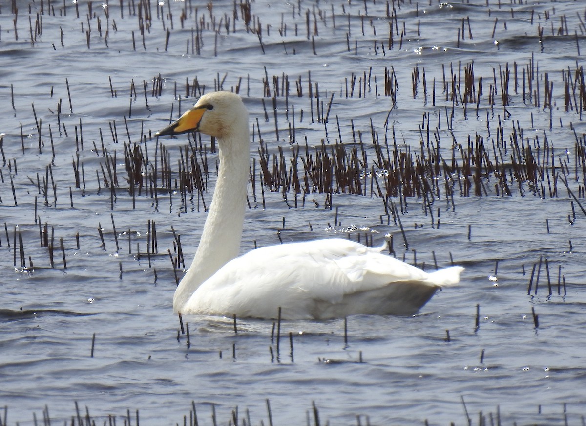 Whooper Swan - ML617281078