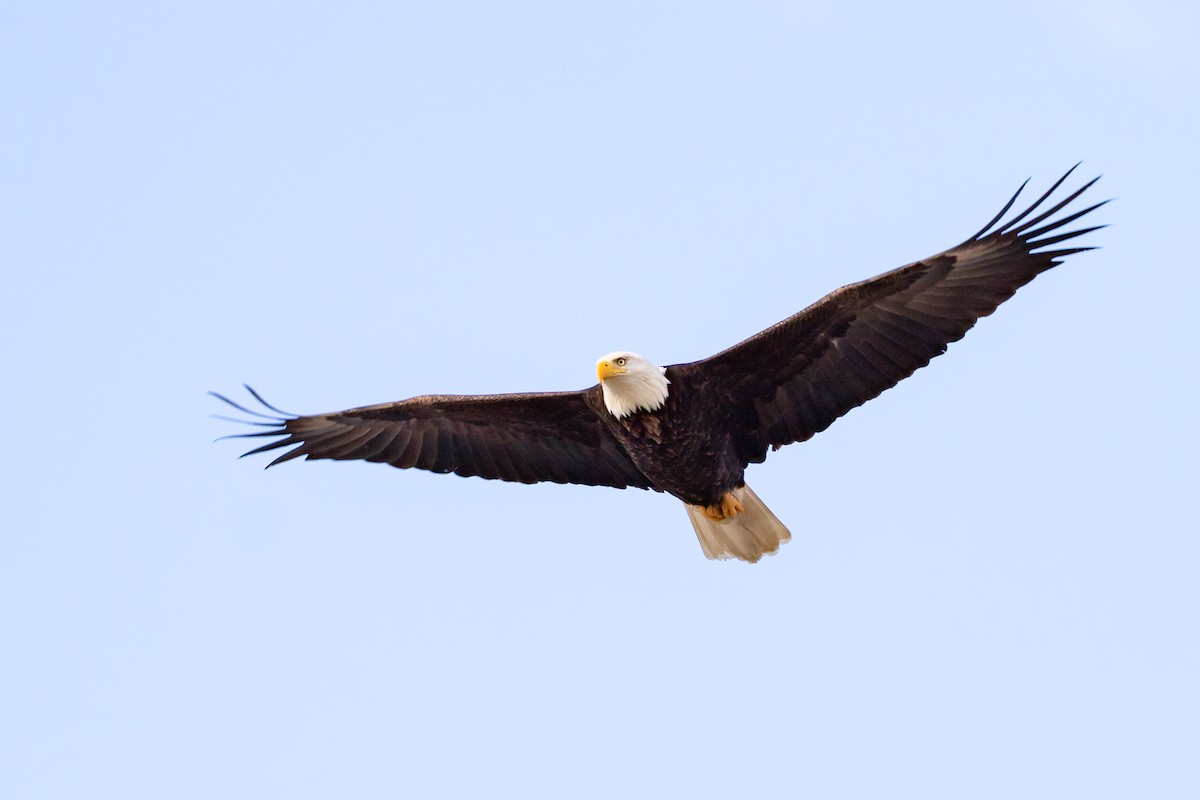 Bald Eagle - ML617281104