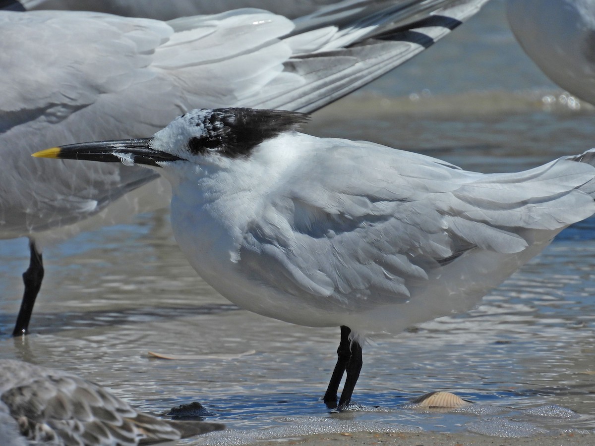 Sandwich Tern - ML617281119