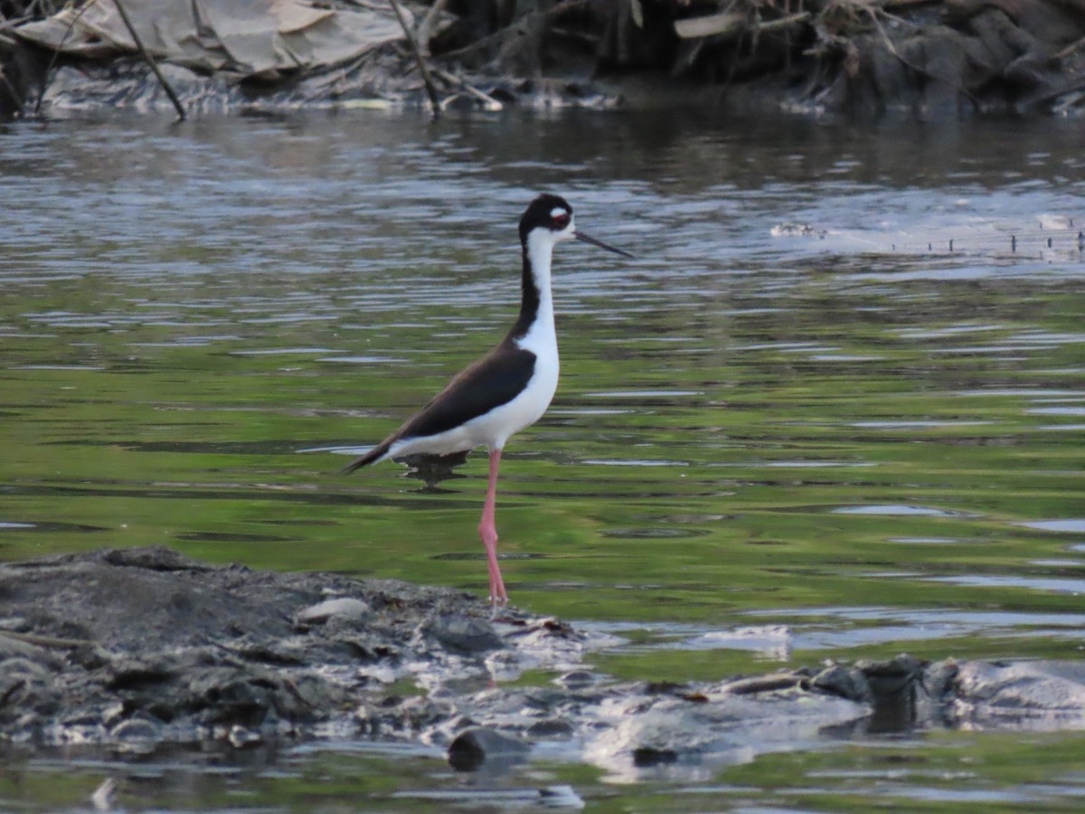 Black-necked Stilt - ML617281168