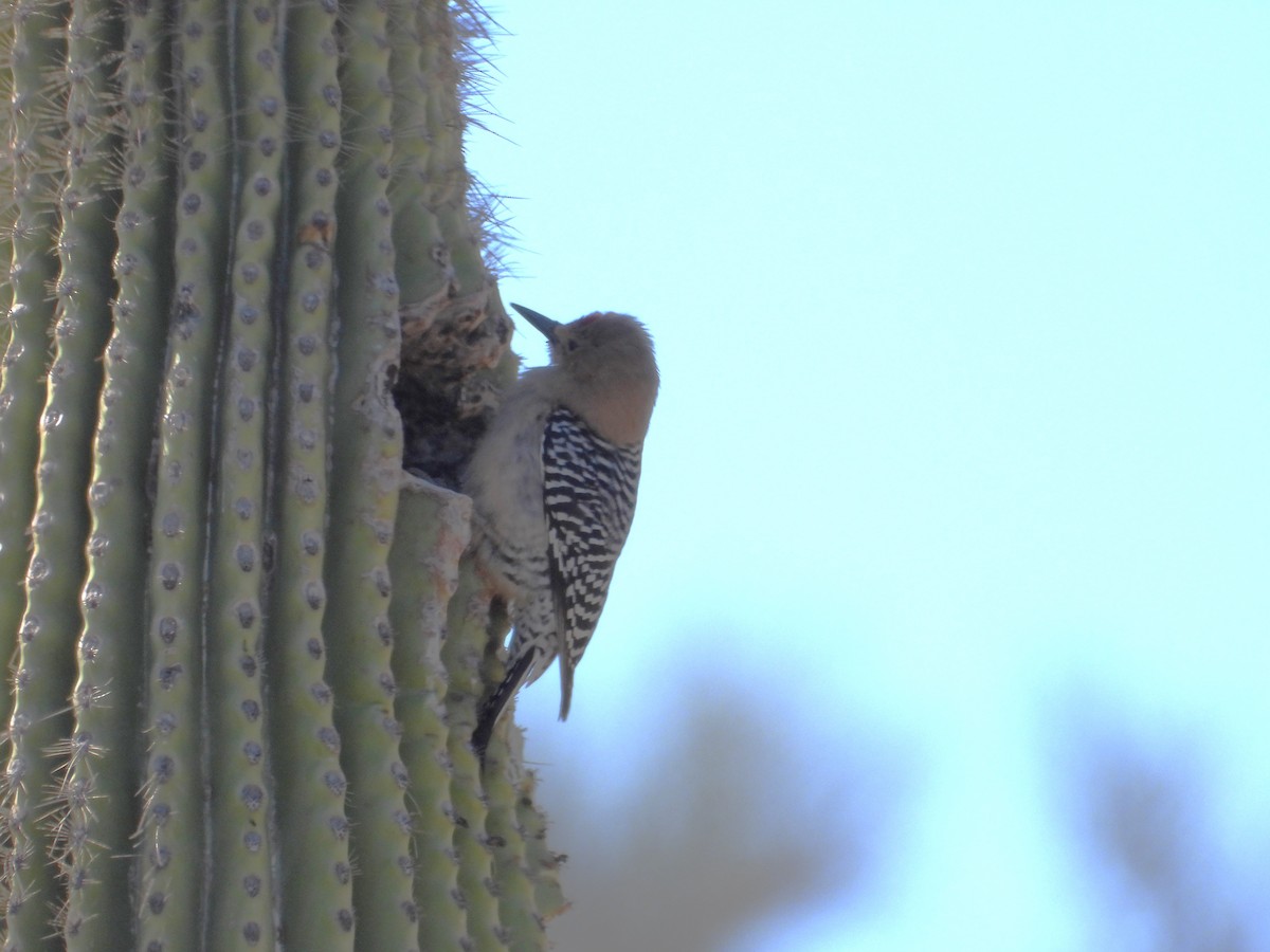 Gila Woodpecker - ML617281176