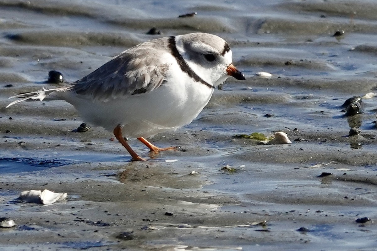 Piping Plover - ML617281188