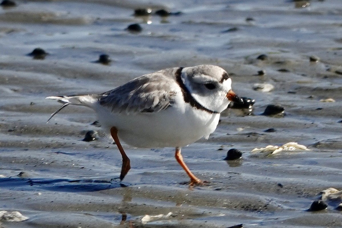 Piping Plover - ML617281189
