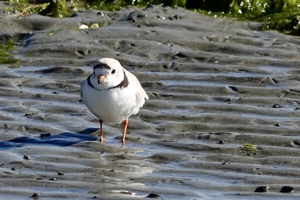 Piping Plover - ML617281190