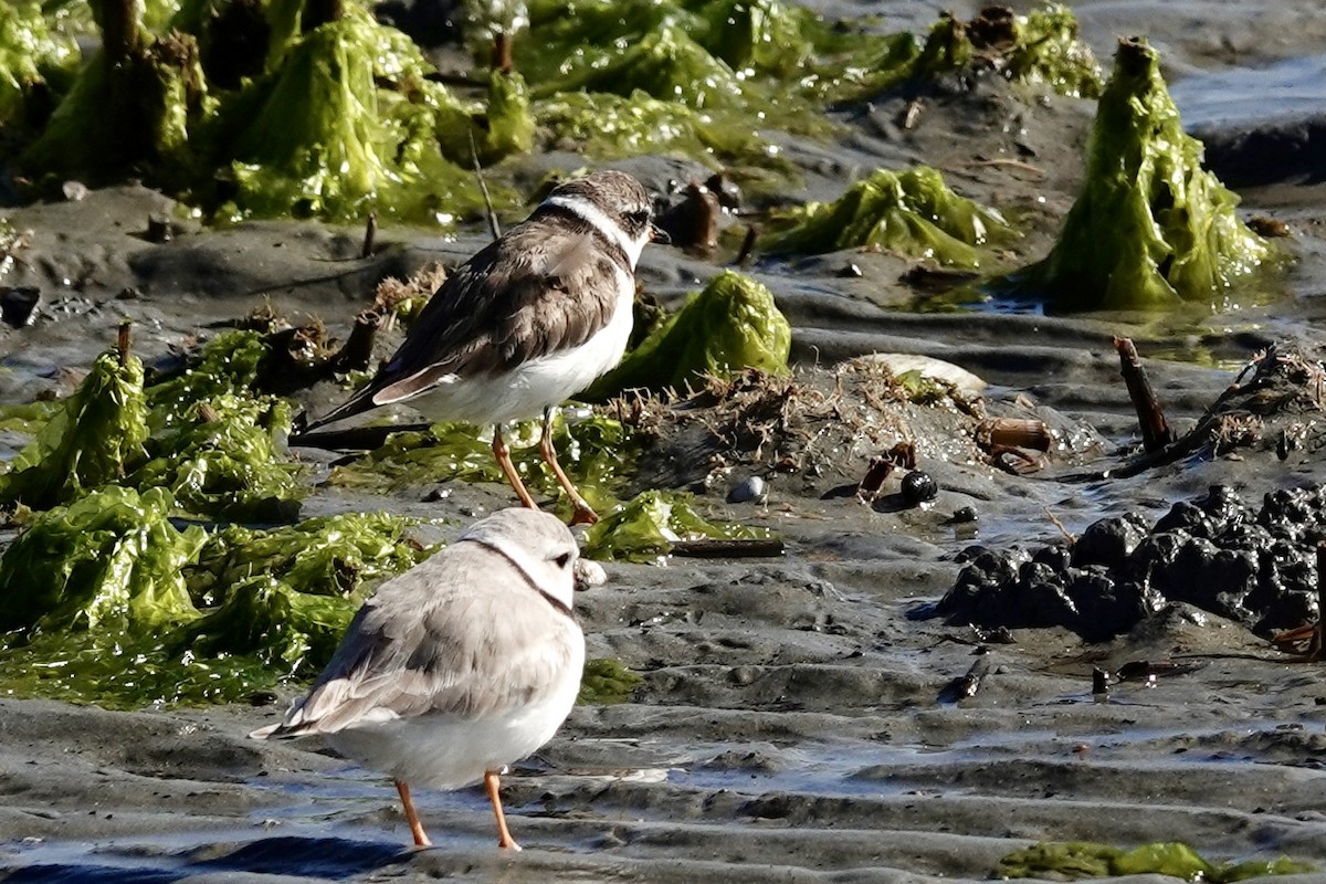 Piping Plover - ML617281191