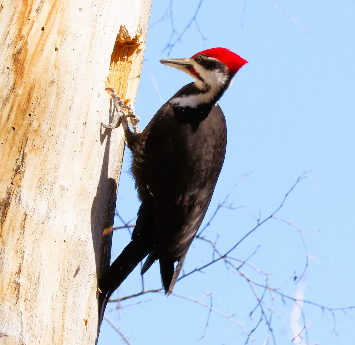 Pileated Woodpecker - ML617281193