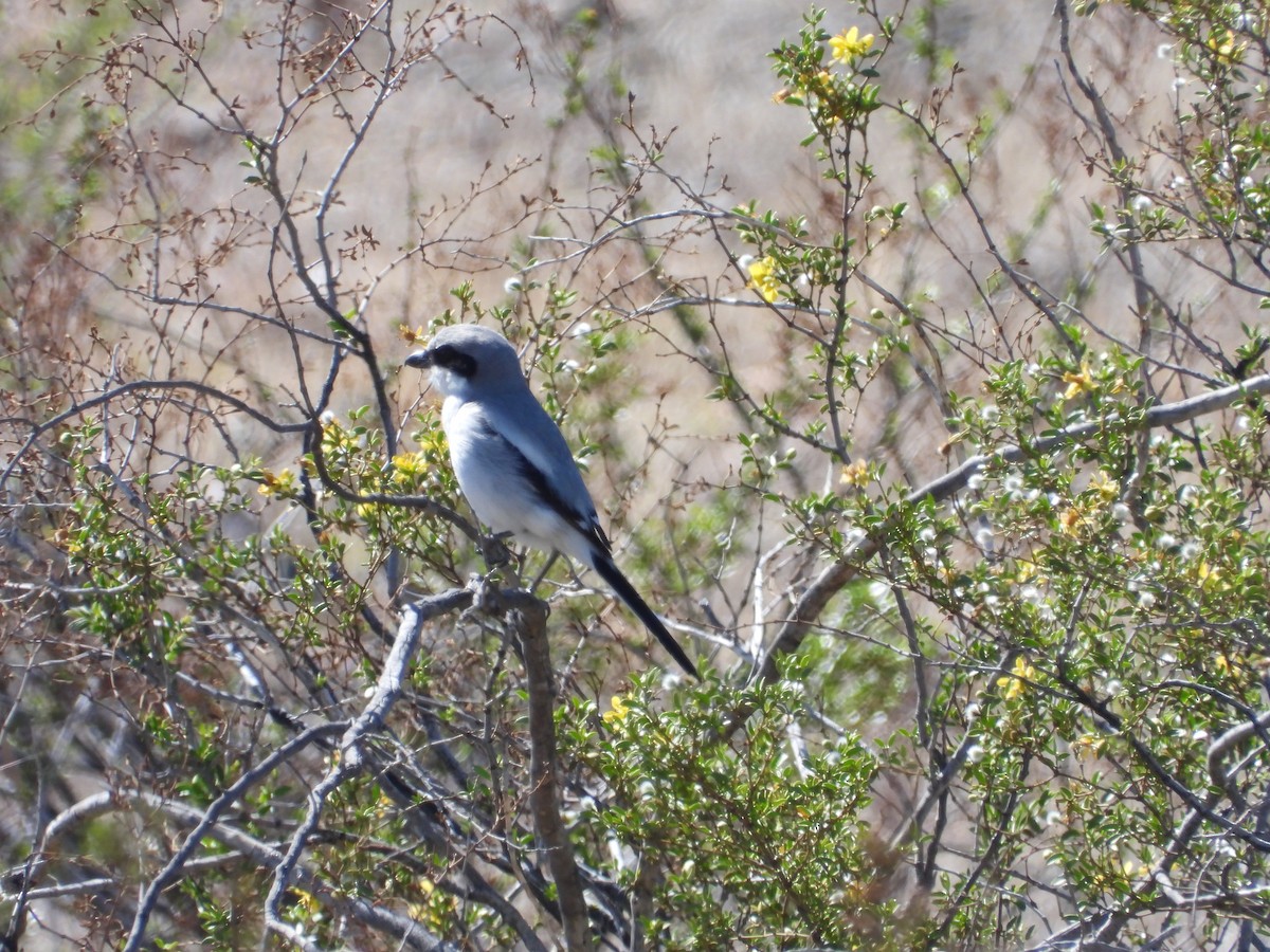 Pie-grièche migratrice - ML617281198