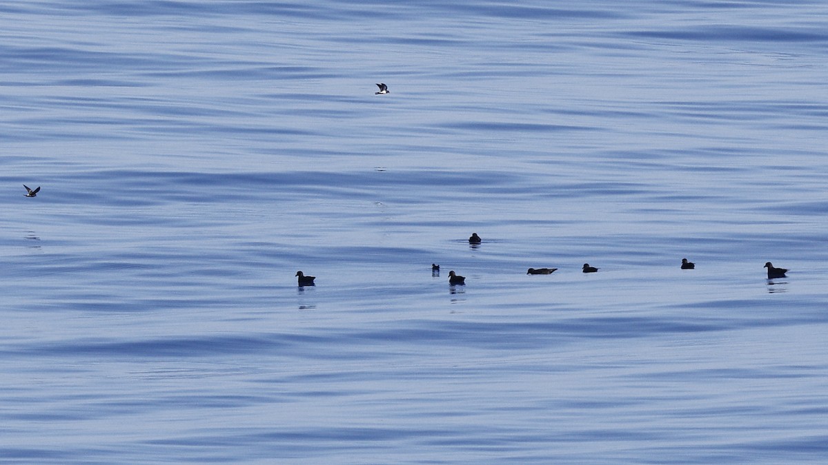 Great-winged Petrel - Ian L Jones