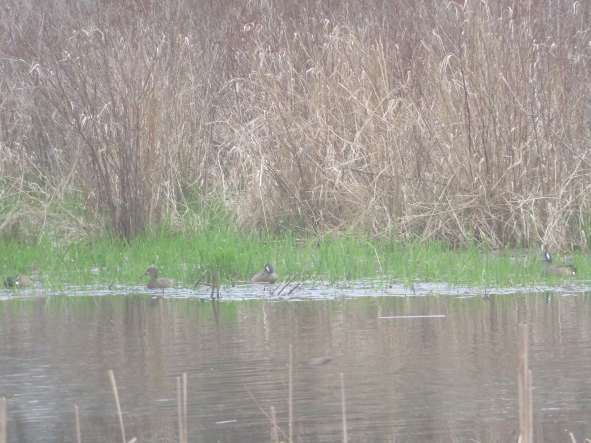 Blue-winged Teal - William Kuk