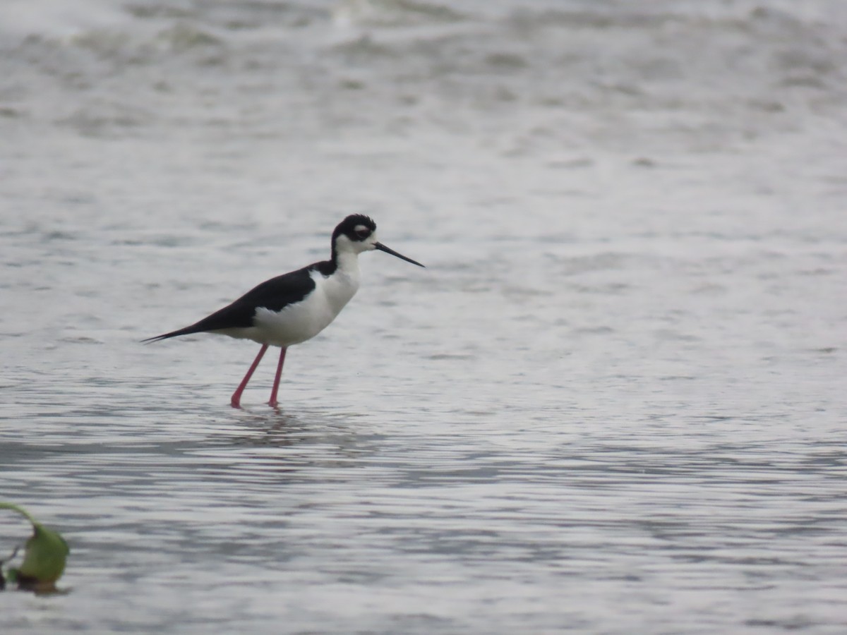 Black-necked Stilt - ML617281237