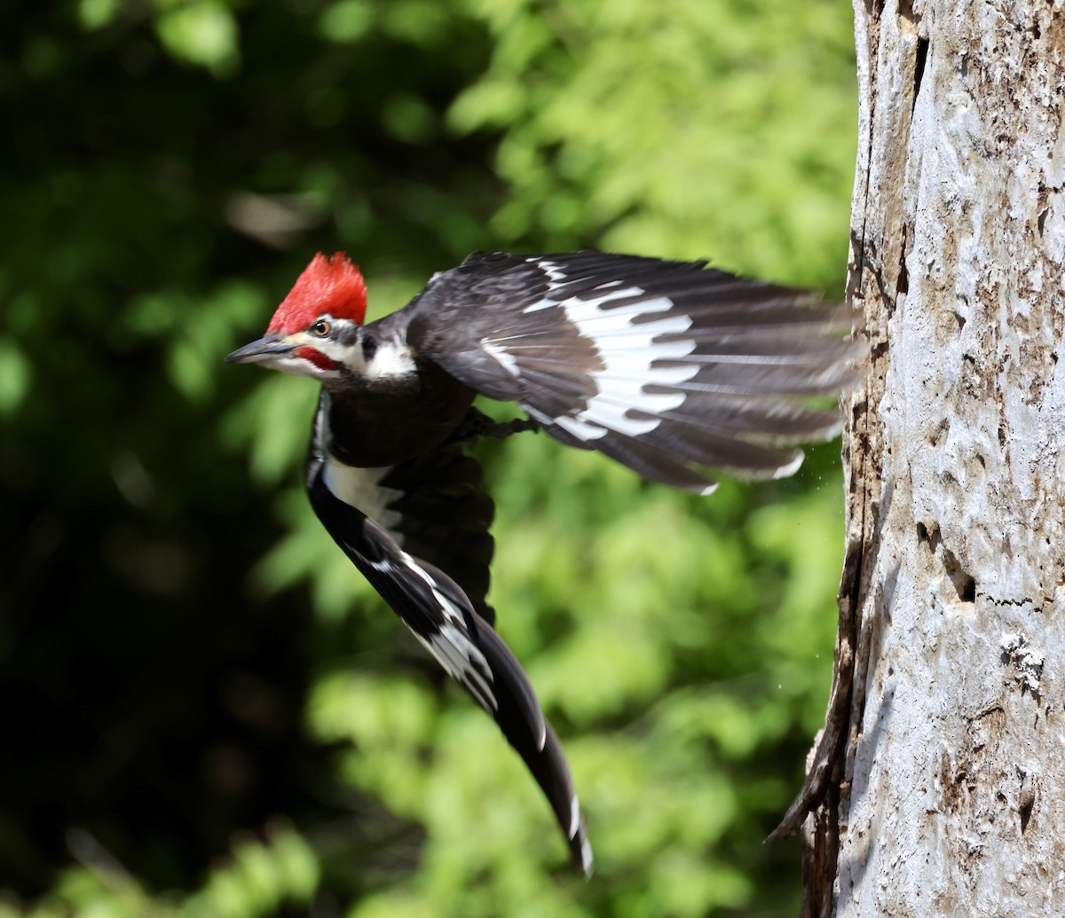 Pileated Woodpecker - Cheryl Rosenfeld