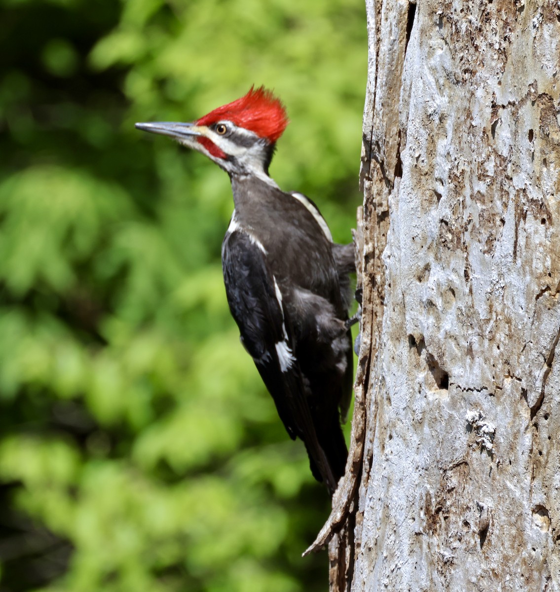 Pileated Woodpecker - ML617281253