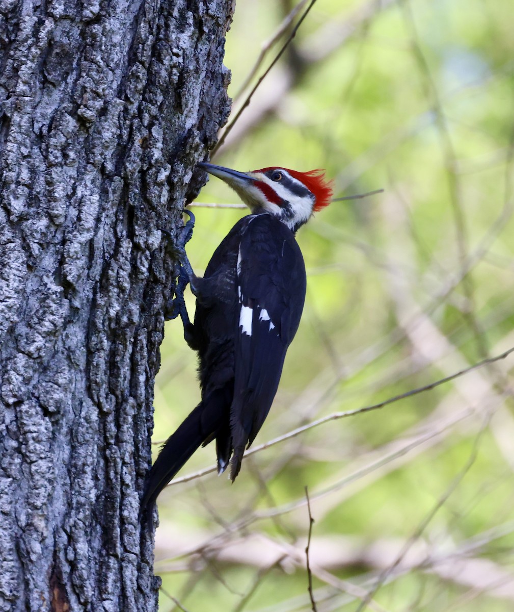 Pileated Woodpecker - ML617281255